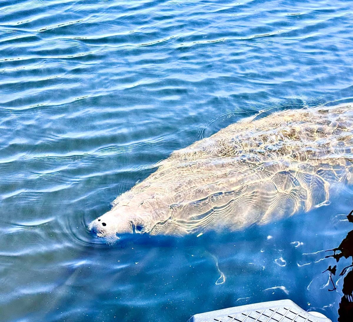 A manatee surfacing beside the dock